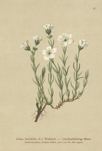 内蒙古高山草（Alsine laricifolia，Minuartia laricifolia，Arenaria laricifolia） 作者 德国学校
