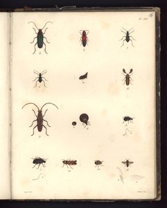 Insecta，Pl.XVI，“动物学和比较解剖学观察汇编”的插图，在大西洋地区，新大陆内陆和南海制造了179年 作者 德国学校