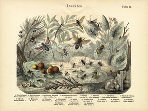 昆虫，c.1860 作者 德国学校