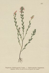 爱尔兰小米草（Euphrasia Salisburgensis） 作者 德国学校