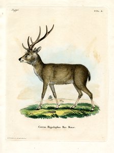 Javan Rusa（彩色雕刻） 作者 德国学校