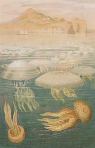 水母，来自Brehms Tierleben的记录：Allgemeine Kunde des Tierreichs，Vol.10，p.568，由Bibliographisches Institut出版，1893年 作者 德国学校