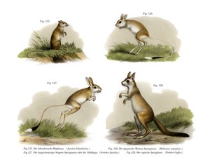 Jerboa，1860年 作者 德国学校