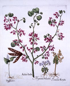 Judas Tree，May Lily，Moonwort，Liverwort，来自Hortus Eystettensis，由Basil Besler（1561-1629），酒吧。 1613（手工彩色雕刻） 作者 德国学校