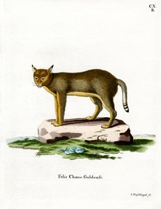 丛林猫（彩色雕刻） 作者 德国学校