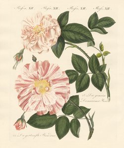 各种玫瑰（彩色雕刻） 作者 German School