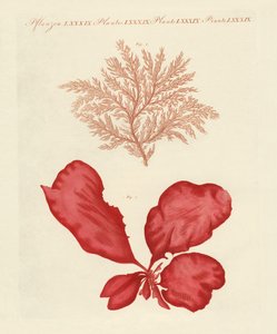 Kinds of seaweed (coloured engraving) 作者 德国学校