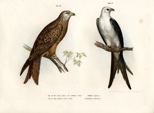 风筝，1864年 作者 德国学校