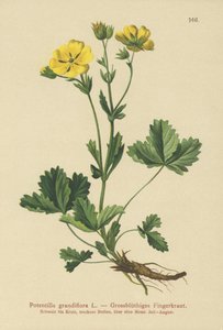 大花蕨（Potentilla grandiflora） 作者 德国学校