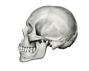 Lateral View of Human Skull 作者 德国学校