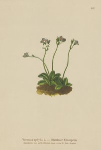 无叶茎秆Speedwell（Veronica aphylla） 作者 德国学校