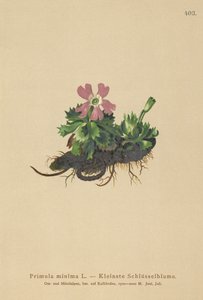 至少报春花（报春花至少Auriculastra菊花，报春花弹簧） 作者 德国学校