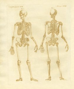 腿部结构来自人体 作者 德国学校