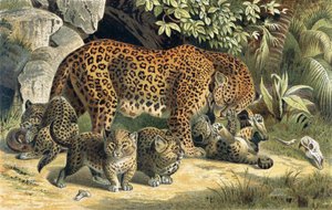 Leopard，来自Brehms Tierleben的记录：Allgemeine Kunde des Tierreichs，vol.1，p.463，由Bibliographisches Institut出版，1890年 作者 德国学校