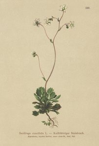 小伦敦骄傲（Saxifraga cuneifolia） 作者 德国学校