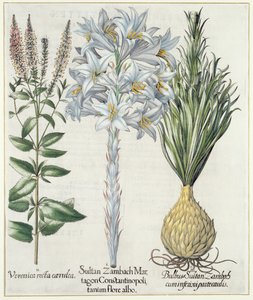 莉莉：1.Sultan Zambach Martagon Constantinopolitanum flore albo 2.Veronica recta carnlea 3.Bulbus Sultan Zambach cuminfeunipartecaulis，来自Hortus Eystettensis by Basil Besler（1561-1629），pub。 1613 作者 德国学校