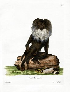 狮尾猕猴（彩色雕刻） 作者 德国学校