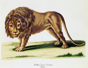 狮子 (Felis leo)，来自 Mammals，来自 Nature with descriptions，作者：Johann Christian Daniel von Schreber (1739-1810)，H I Tisroff 雕刻，第 3 卷，表 97-A，德国 作者 德国学校