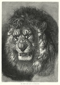 Lion: king of the animals (litho) 作者 德国学校