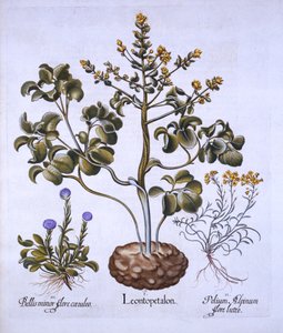 Lions Leaf和Alpine Flowers，来自Hortus Eystettensis，由Basil Besler（1561-1629），酒吧。 1613（手工彩色雕刻） 作者 德国学校