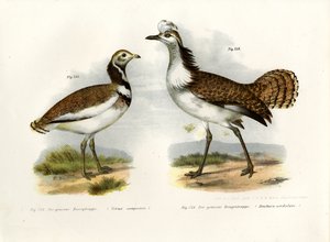 Little Bustard，1864 作者 德国学校