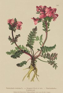 长鼻L（（Pedicularis rostrata） 作者 德国学校
