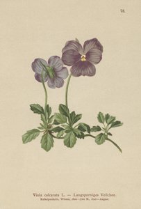长刺紫罗兰（Viola Calcarata） 作者 德国学校