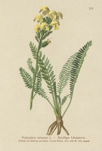 长喙黄色Lousewort（Pedicularis tuberosa） 作者 德国学校