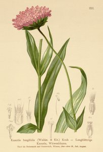 长叶寡妇花（Knautia longifolia） 作者 德国学校