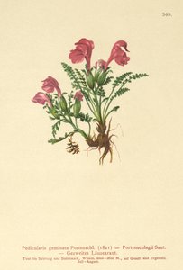 Lousewort（Gemini Pedicularis，Pedicularis Portenschlagii，Pedicularis Pumila） 作者 德国学校