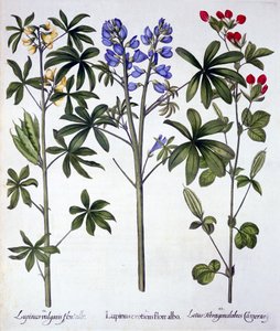 Lupins和Red Asparagus Pea，来自Hortus Eystettensis，由Basil Besler（1561-1629），酒吧。 1613（手工雕刻） 作者 德国学校
