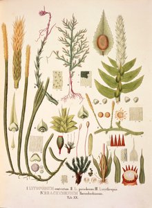 Lycopodium和Brachymenium，表二十来自Johann Baptist Von Spix和Carl Friedrich Von Martius的《Plantarum Cryptogamicarum Brasiliensium》。 作者 德国学校