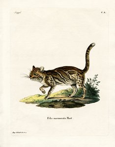 斑纹猫（彩色雕刻品 作者 德国学校