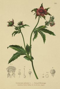 Marsh Cinquefoil（Comarum palustre，Potentilla palustris） 作者 德国学校