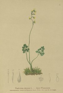 Meadow-rue（唐松草） 作者 德国学校