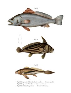 微薄（彩色石版画） 作者 德国学校
