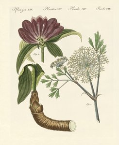药用植物（彩色雕刻） 作者 德国学校