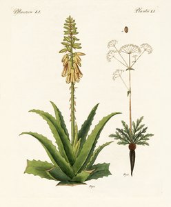 医疗植物 作者 德国学校