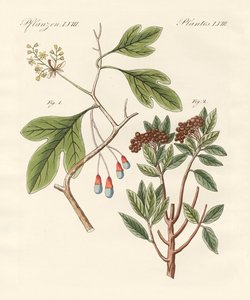 医疗植物 作者 德国学校