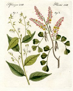 医疗植物 作者 German School