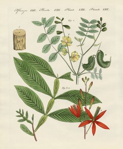 医疗植物 作者 德国学校