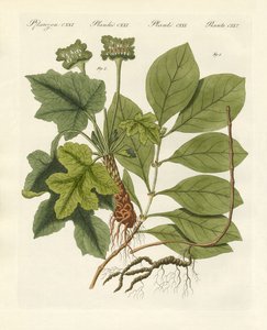 医疗植物 作者 德国学校