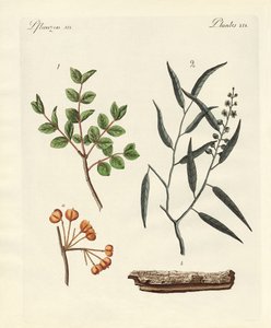 药用植物 作者 德国学校