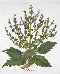 地中海圣人，来自“Hortus Eystettensis”，由Basil Besler创作 作者 德国学校
