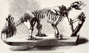 大英博物馆的Megatherium Skeleton 作者 德国学校