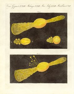流星（彩色雕刻） 作者 德国学校