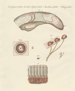 对牛舌的显微镜研究 作者 德国学校
