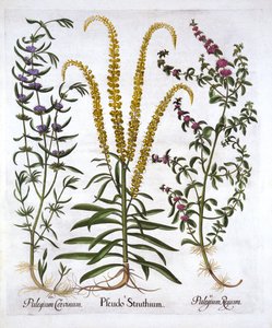 Mignonette，Pennyroyal和Marsh Mint，来自Hortus Eystettensis，由Basil Besler（1561-1629），酒吧。 1613（手工彩色雕刻） 作者 德国学校