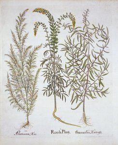 Mignonette，Southernwood和Tarragon，来自Hortus Eystettensis，由Basil Besler（1561-1629），酒吧。 1613（手工雕刻） 作者 德国学校