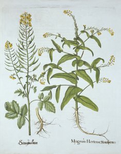 Mitre Cress和White Mustard，来自Hortus Eystettensis，由Basil Besler（1561-1629），酒吧。 1613（手工雕刻） 作者 德国学校